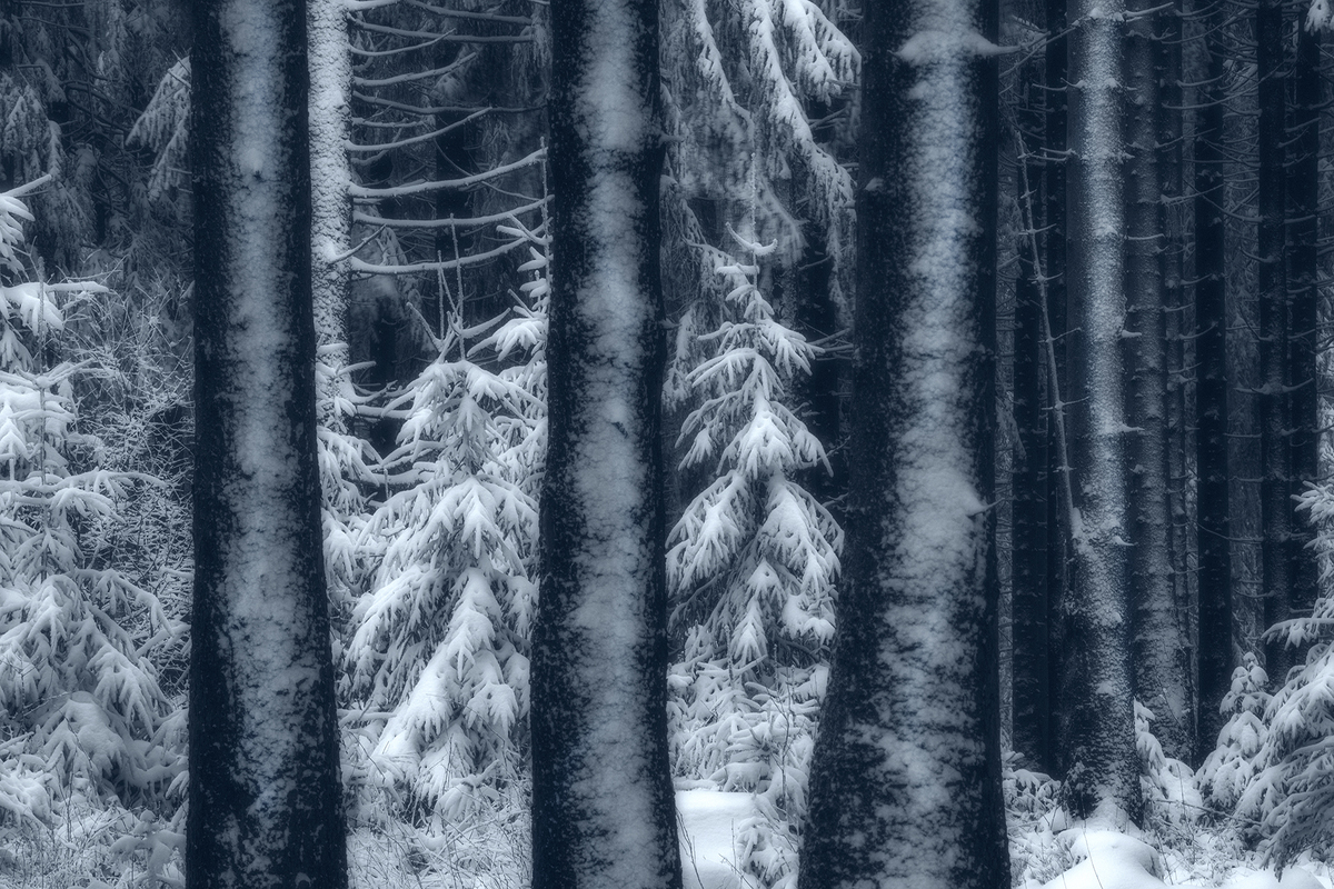 Таємниці старого лісу