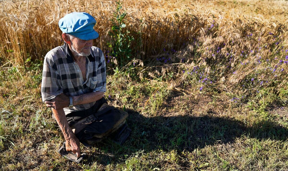 Хлібне поле Івана Дендебері