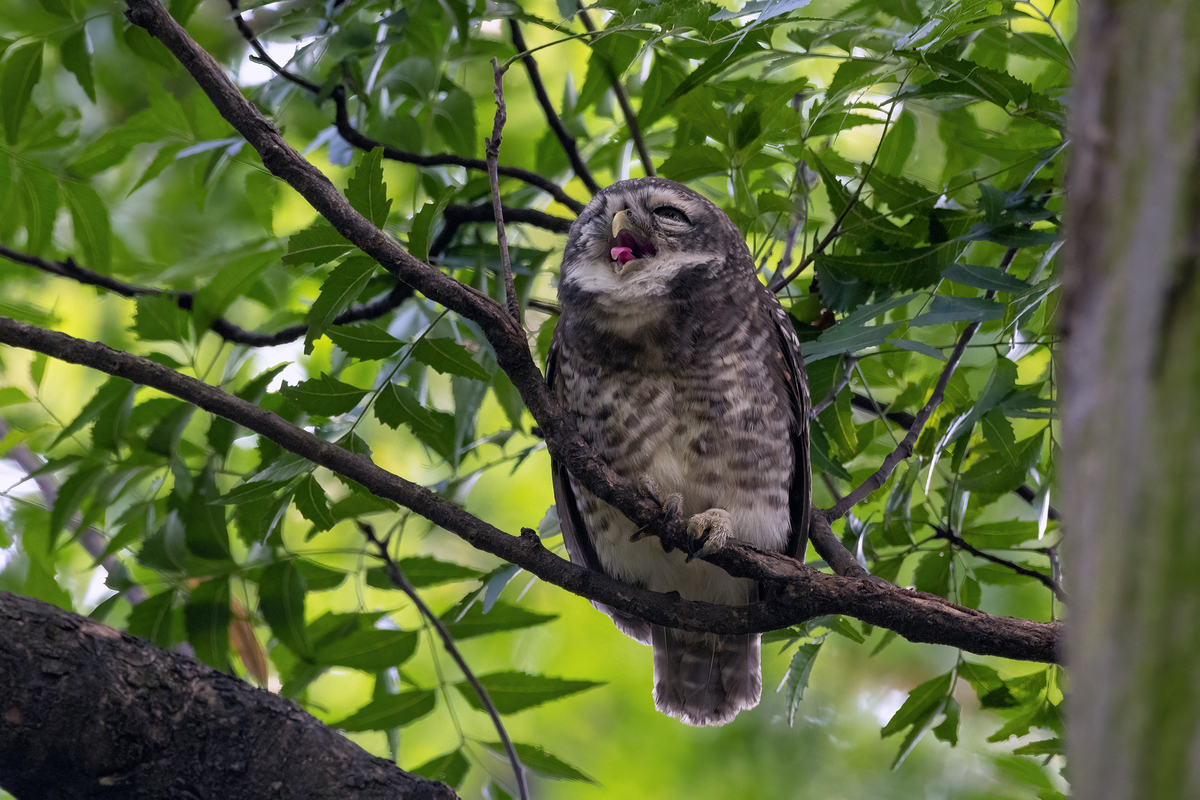 The Drowsy Owl