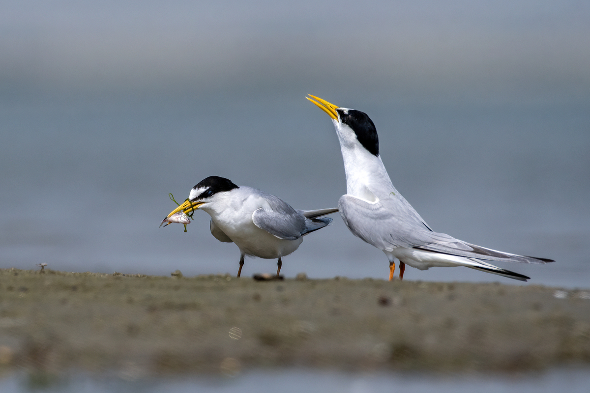 The Little Tern with Tied Bill