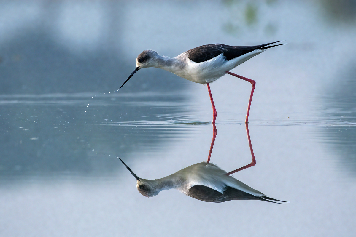 The Stilt with its Reflection