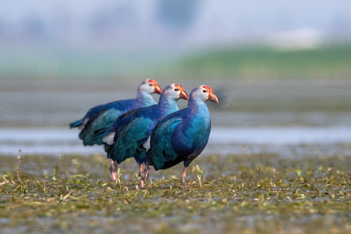 Synchronization in Nature