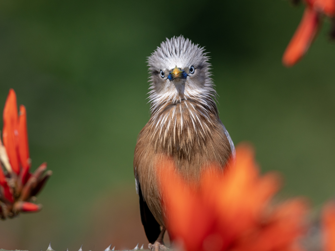 The Chestnut Starlings in Breeding Season 02