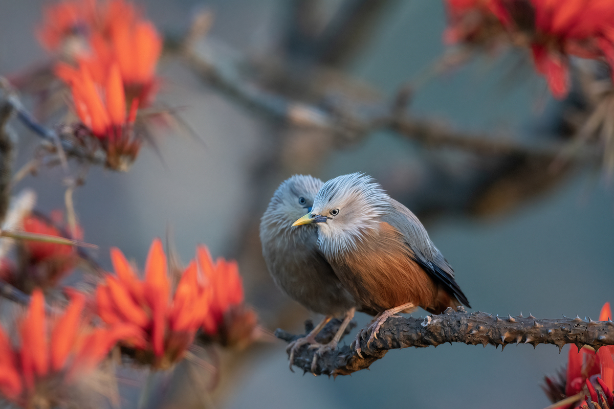 The Chestnut Starlings in Breeding Season 03