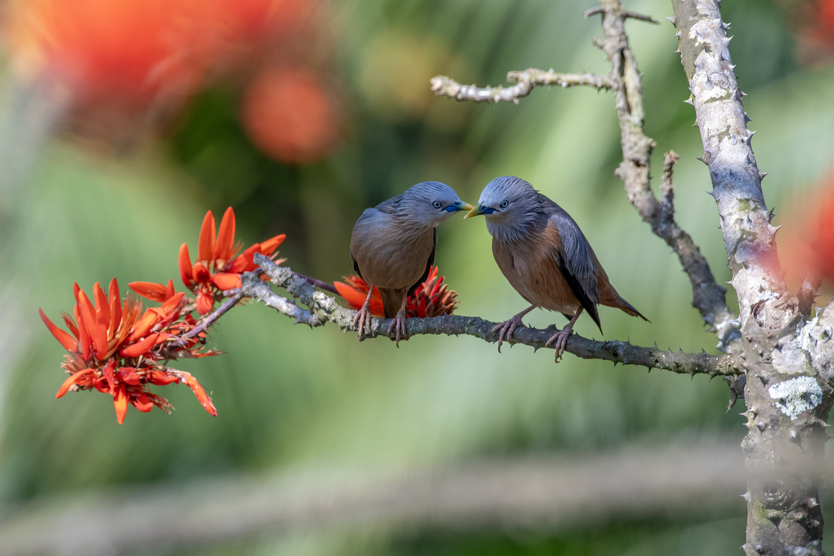 The Chestnut Starlings in Breeding Season 04