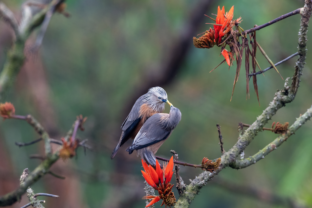 The Chestnut Starlings in Breeding Season 05