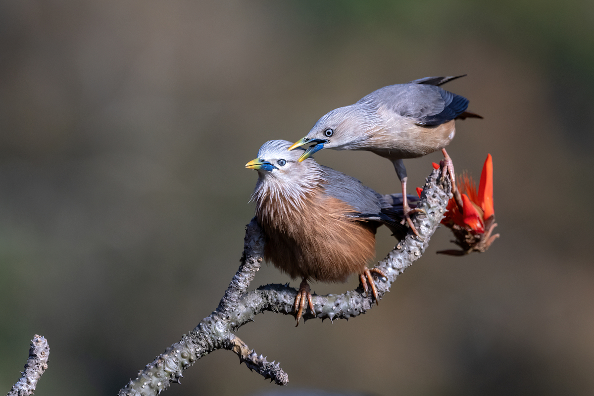The Chestnut Starlings in Breeding Season 07
