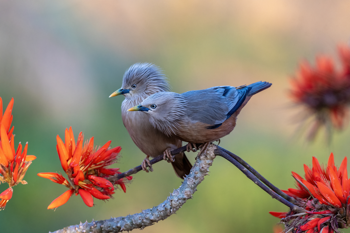 The Chestnut Starlings in Breeding Season 08