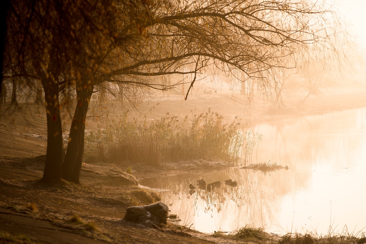 Мости і тумани 8