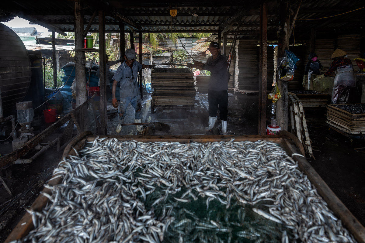 Steamed anchovies -2