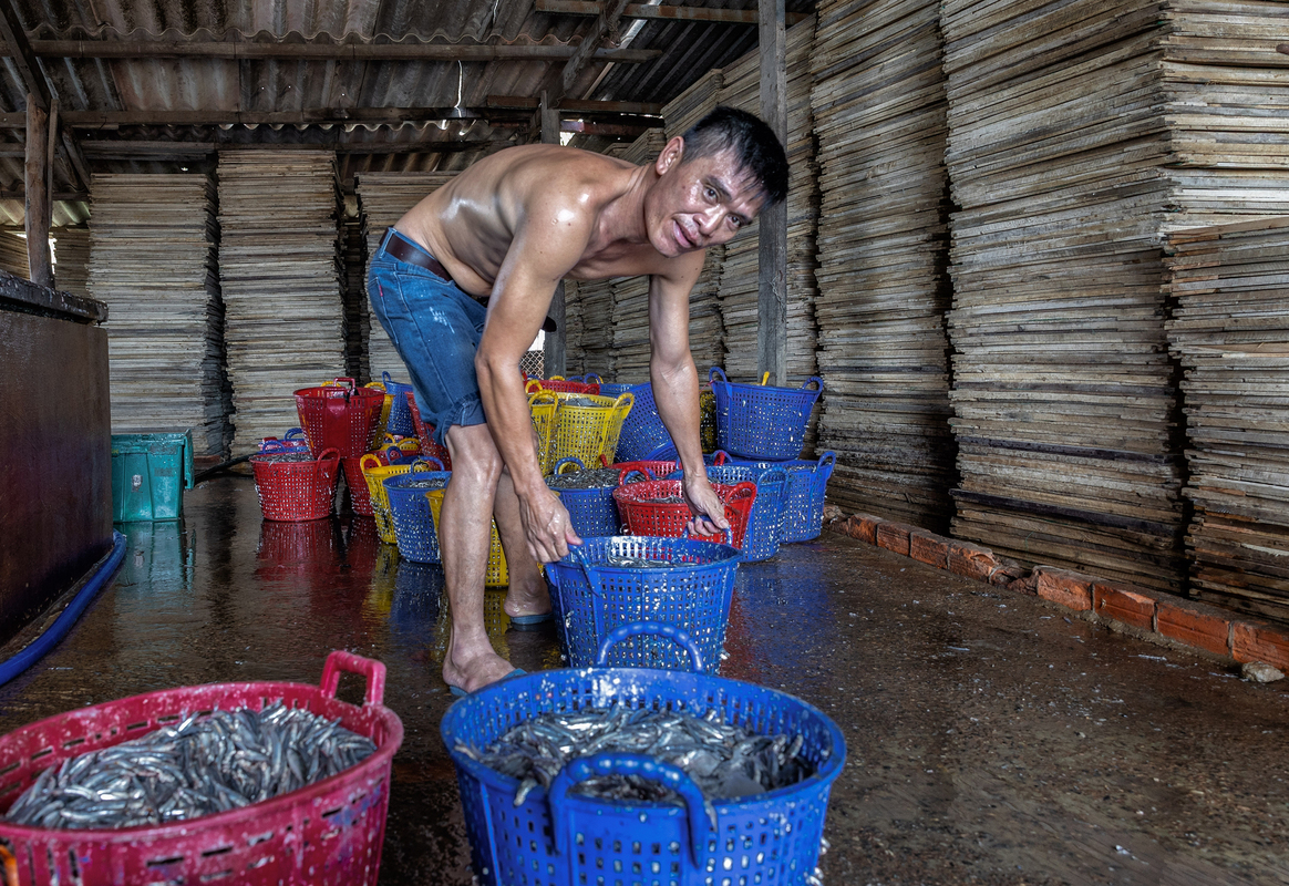 Steamed anchovies -4