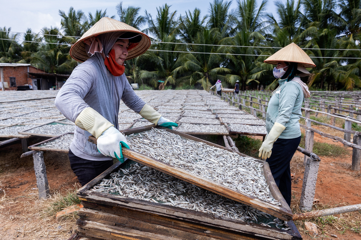 Steamed anchovies -5