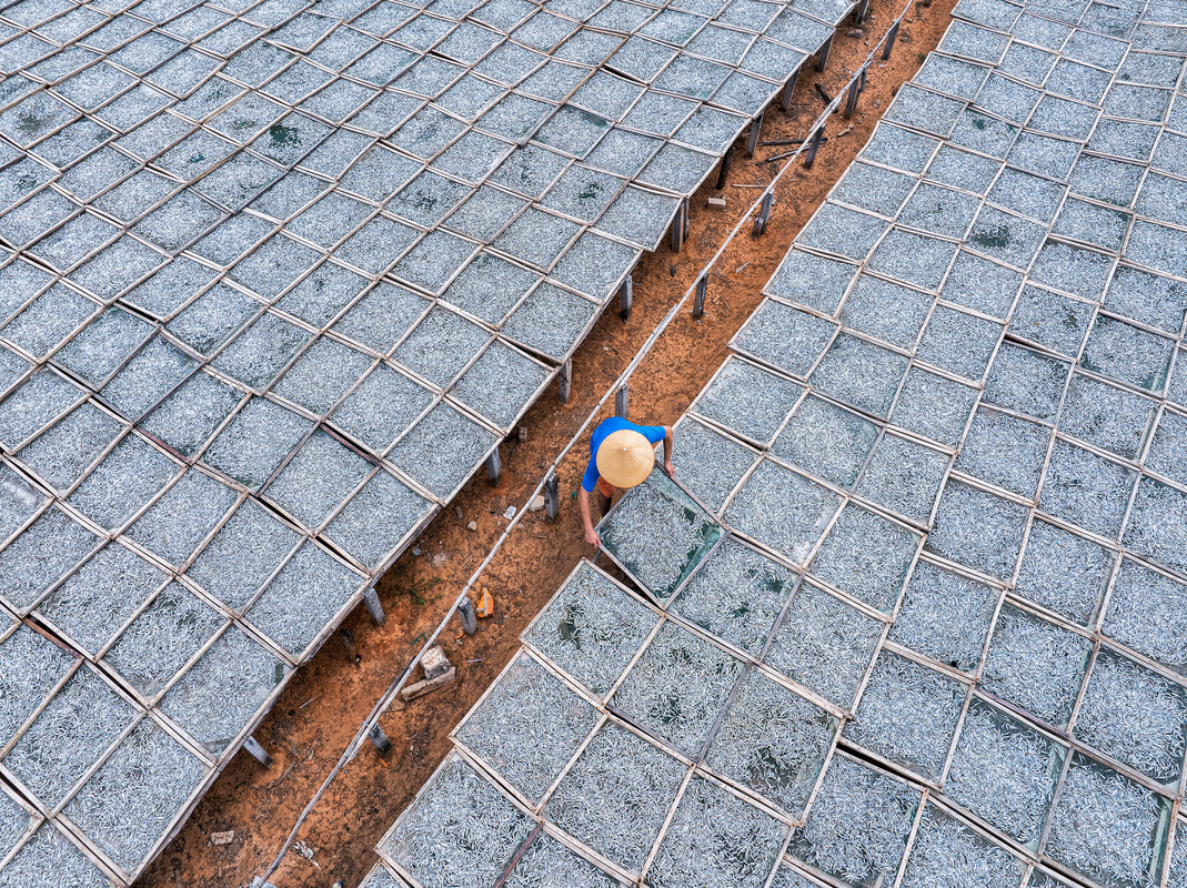 Steamed anchovies -8