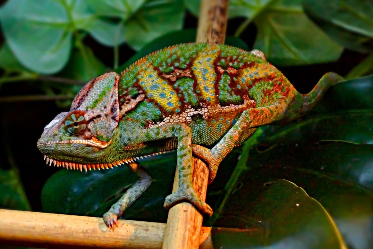 Chameleon