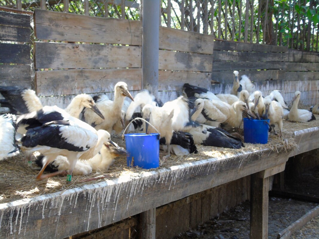 Accommodation at the rescue center