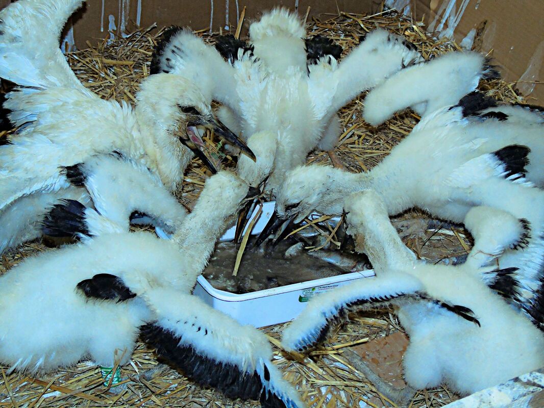 Dining at the rescue center