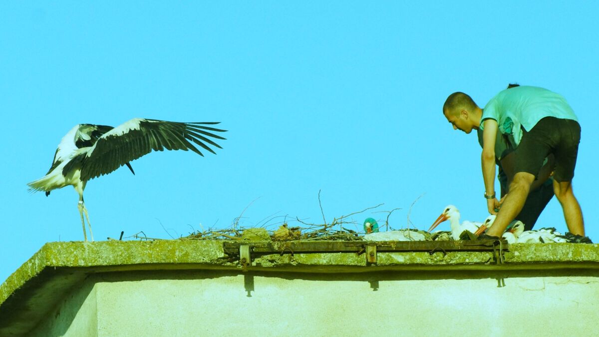 Releasing young birds in a makeshift nest.