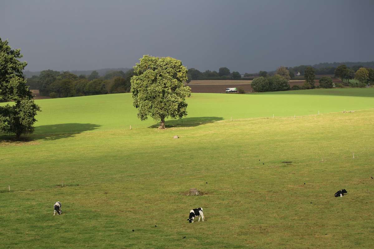Перед грозою