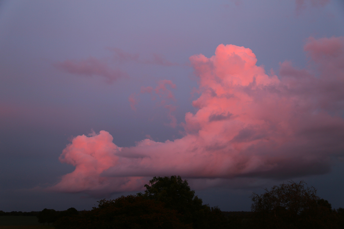 Рожевий пудель