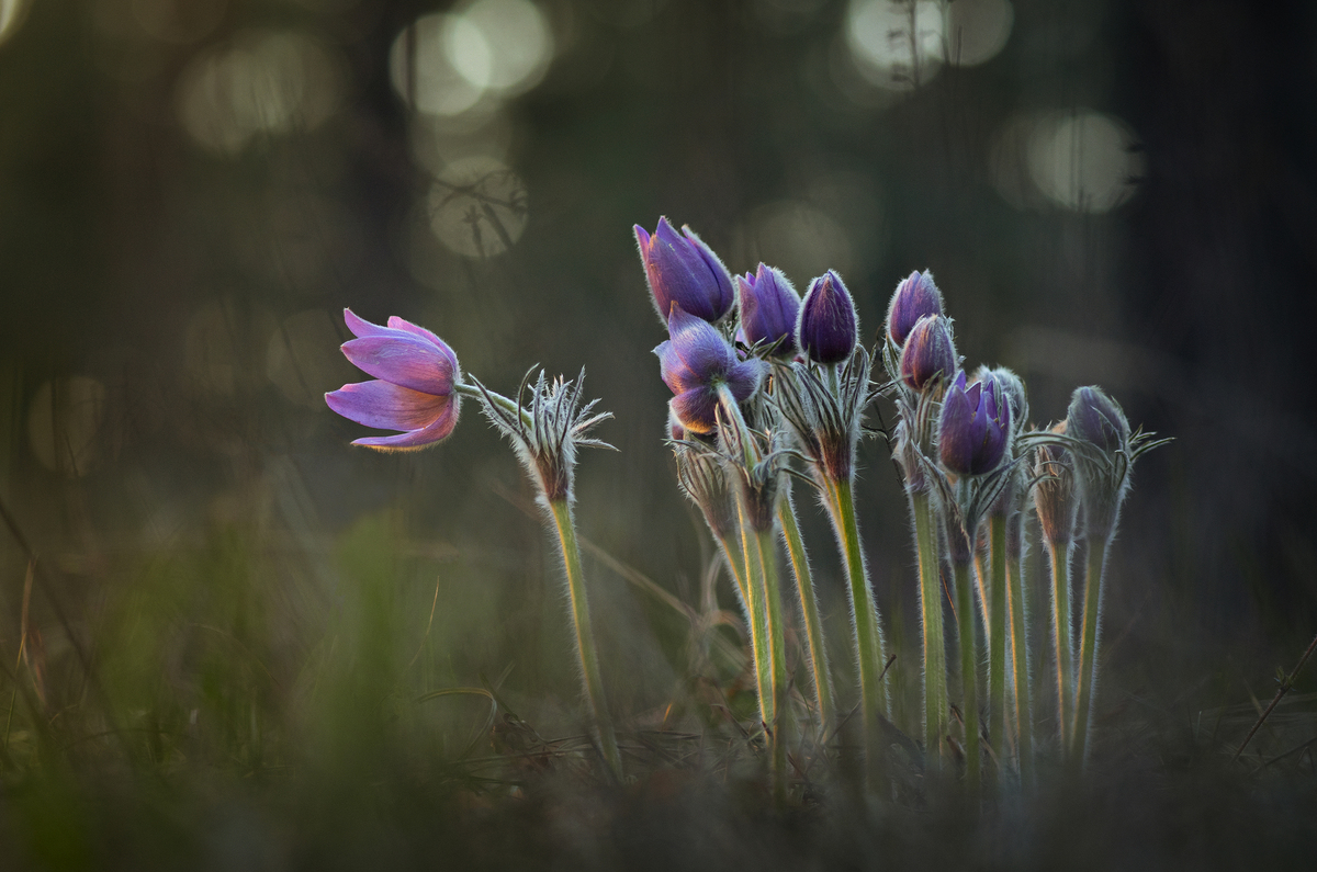 Весняний хор