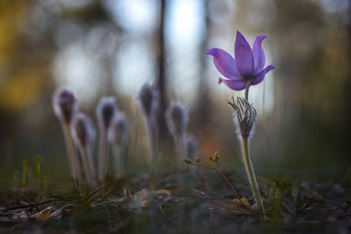 Одинока перша