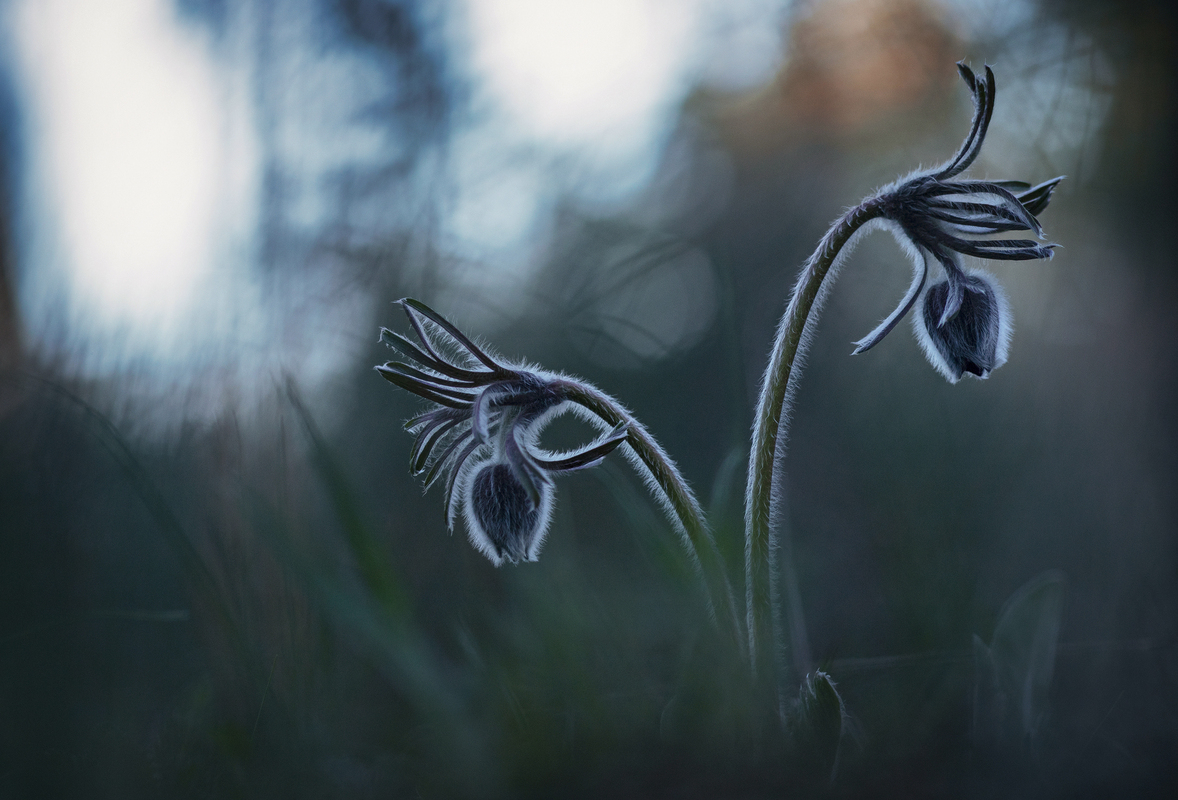 Танець присмерку