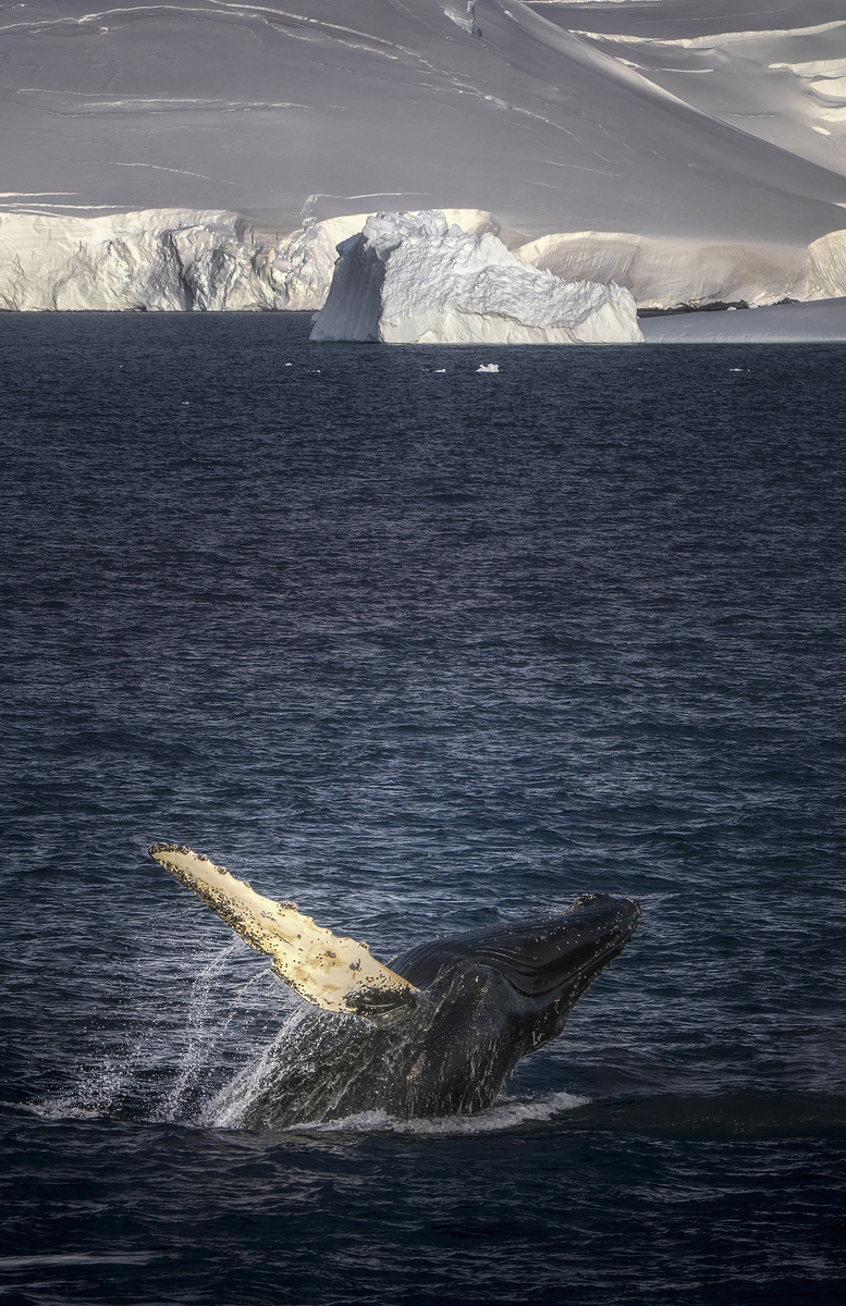 Antarctic jump whale