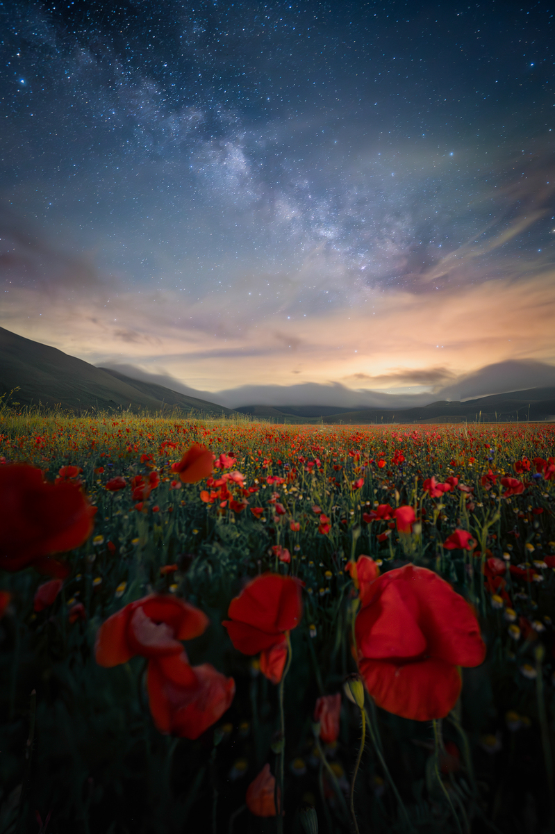 Night Poppies