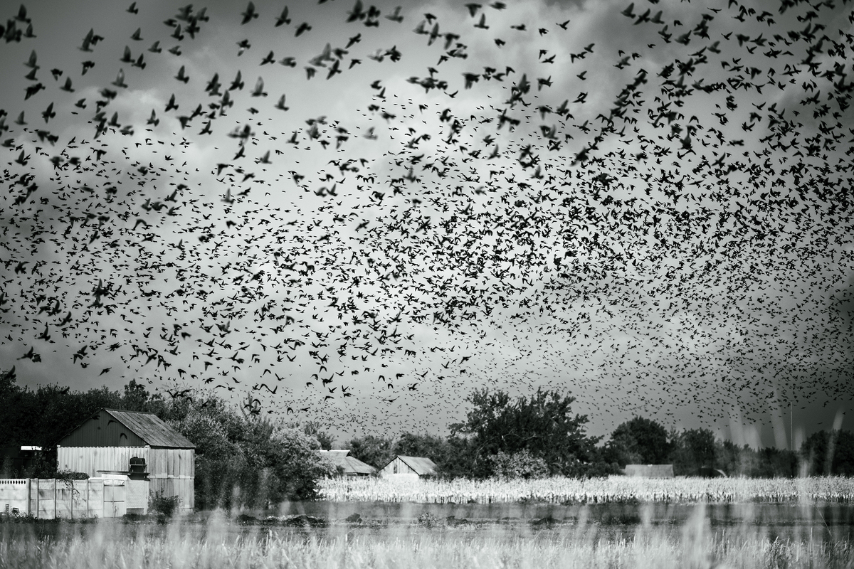 Оксана Чорна / Птахи.