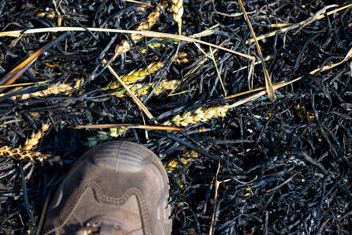 Спалена пшениця, яка вже ніколи не стане хлібом. 23 ОМБр. Напрямок Очеретине. Липень 2024.