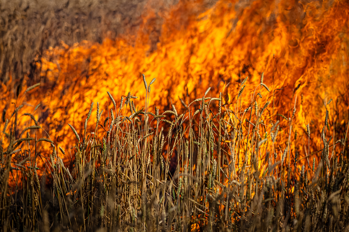 Палаюче поле пшениці, підпалене ворогом під час обстрілу позицій. 23 ОМБр. Напрямок Очеретине. Липень 2024.