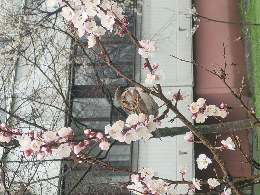 Весняна симфонія