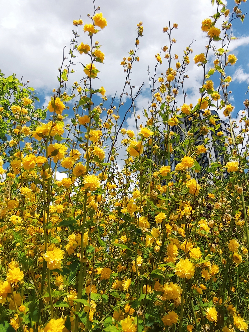 Одеса. Мій травень