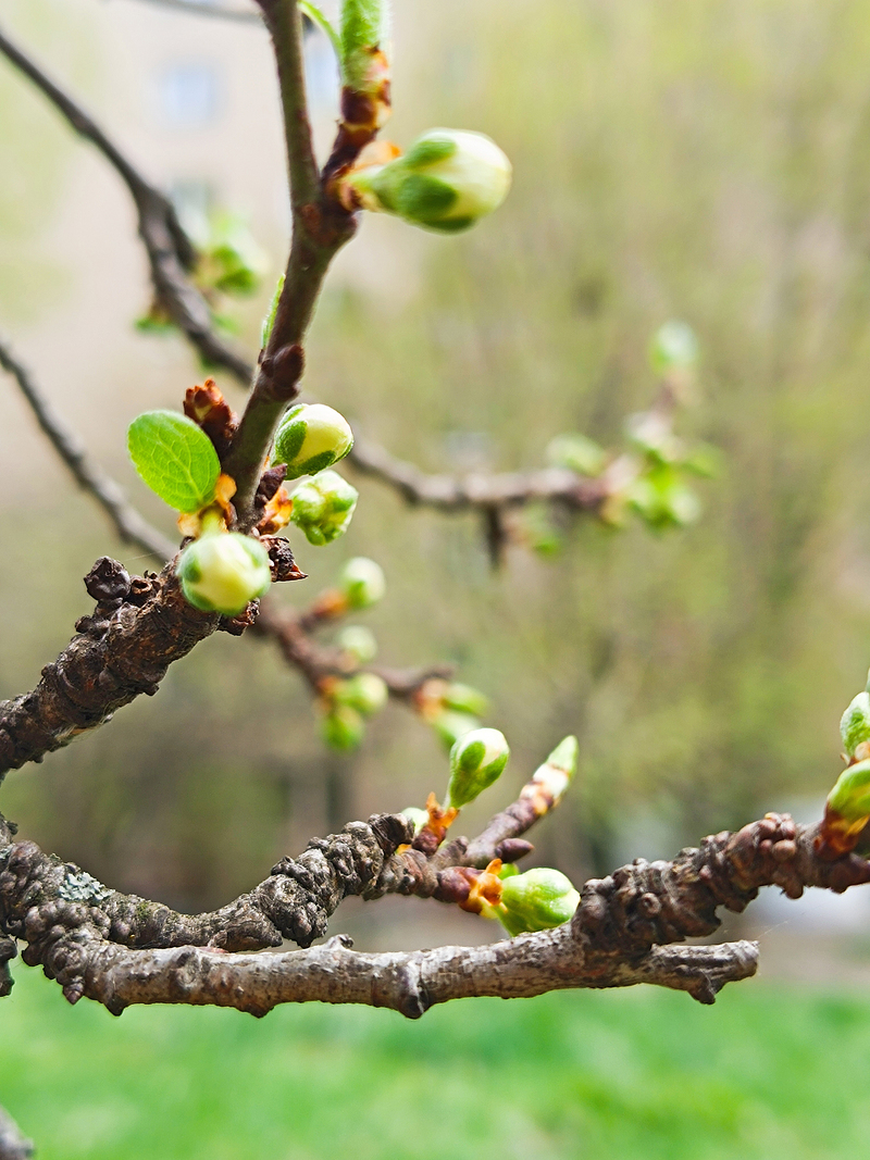 Моя урбанізована весна