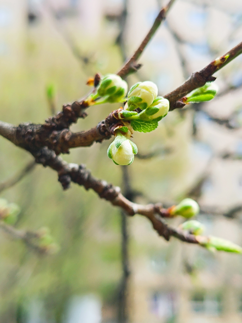 Моя урбанізована весна