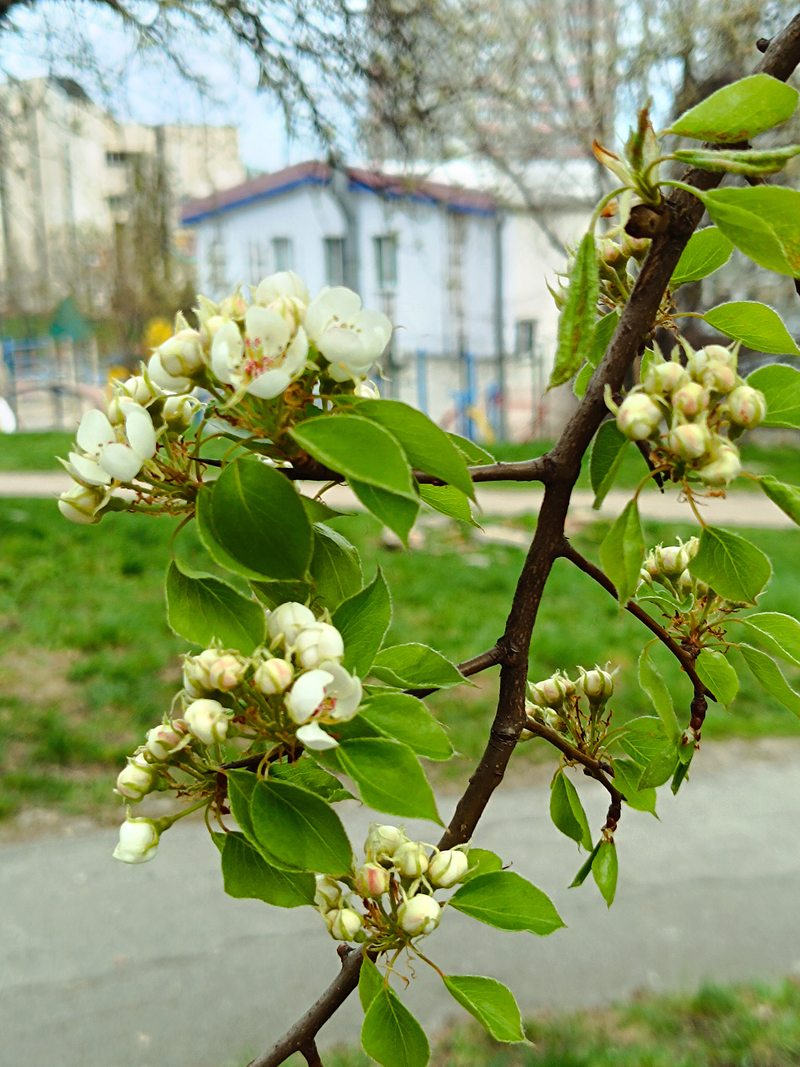 Моя урбанізована весна