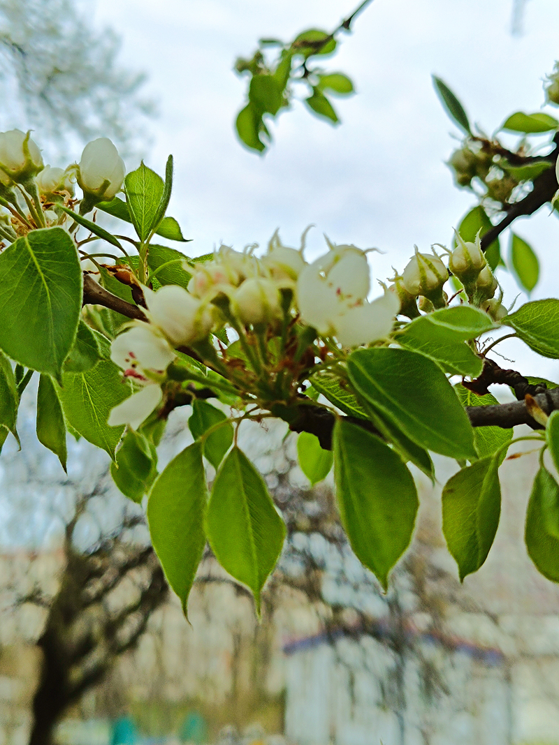 Моя урбанізована весна