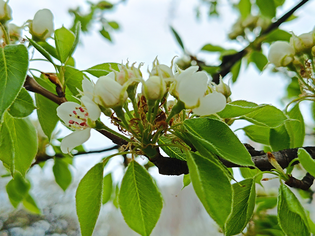 Моя урбанізована весна