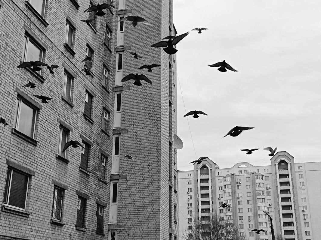 Філософські замальовки навколишнього середовища. Ранкове. Київ, Україна.