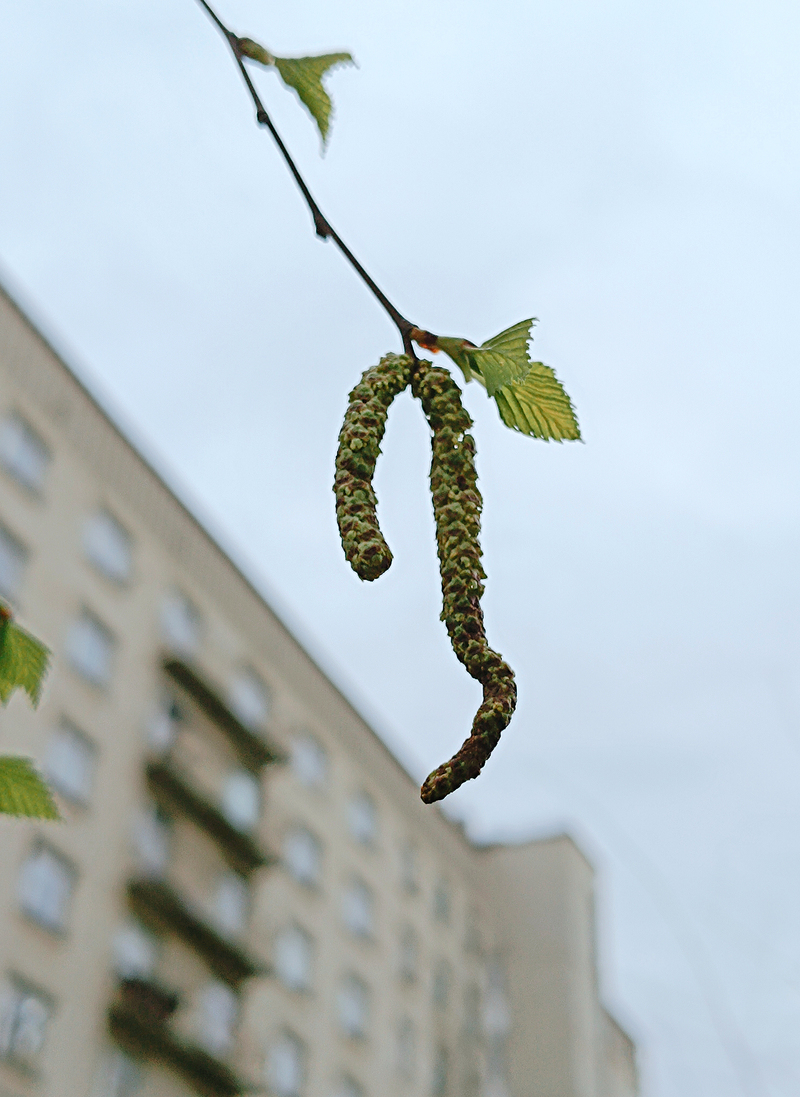 Філософські замальовки навколишнього середовища. Ранкове. Київ, Україна.