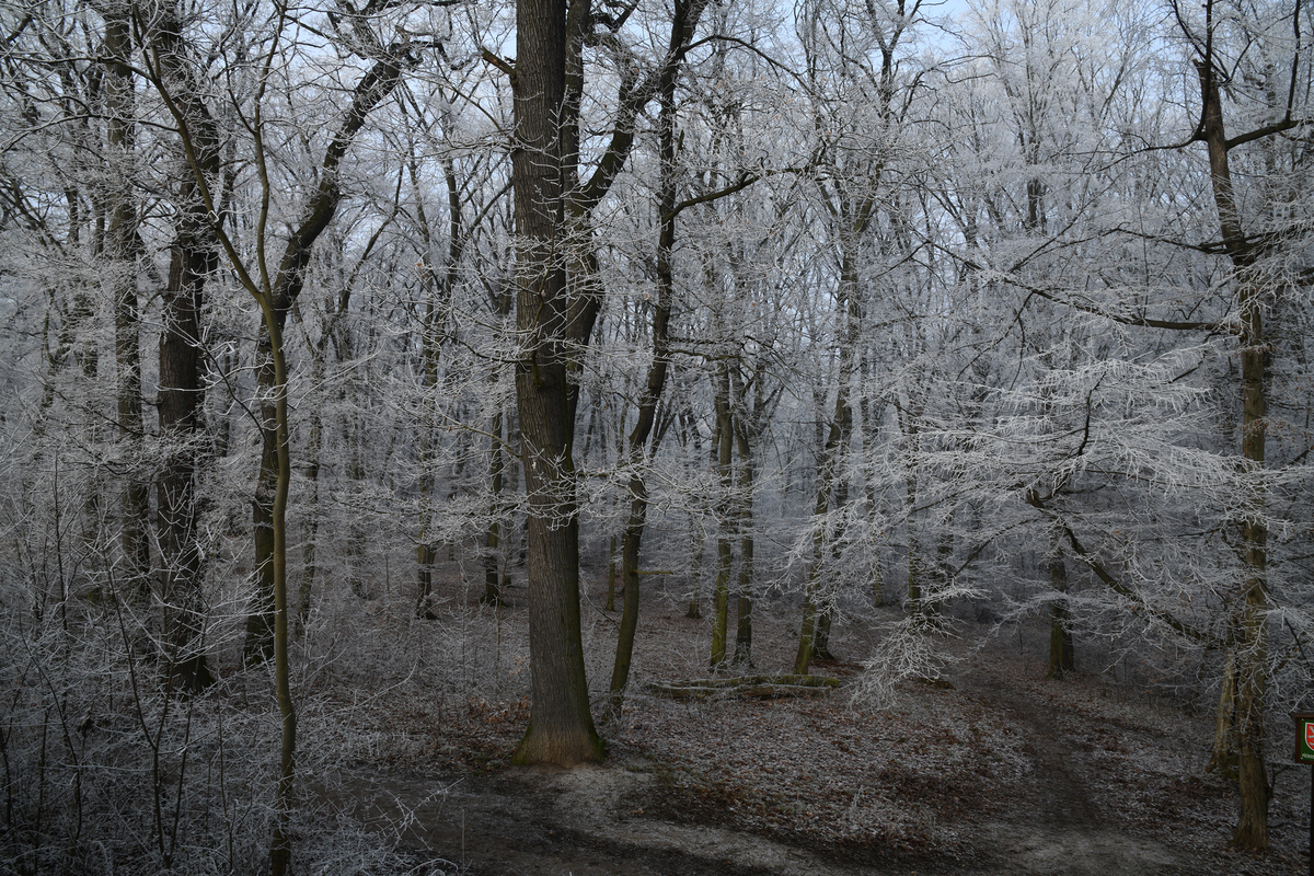 Новорічна казка №4