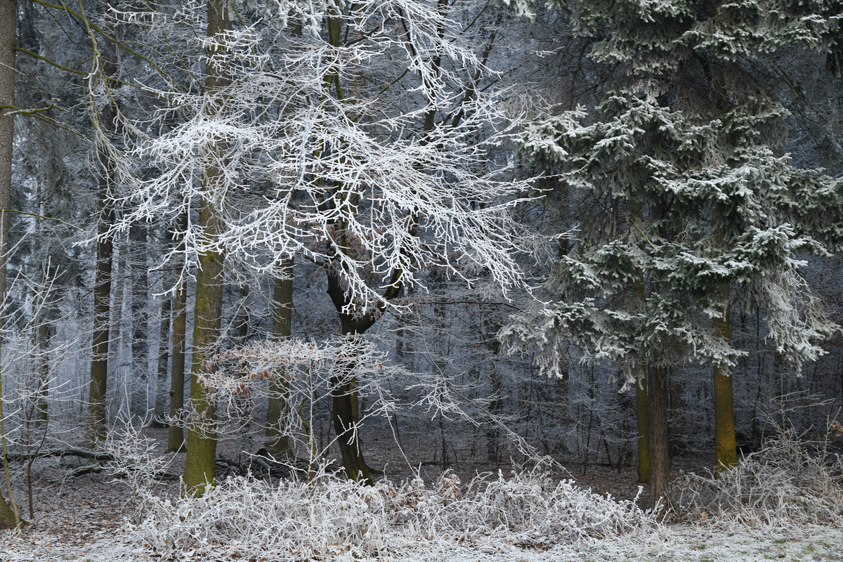 Новорічна казка №6