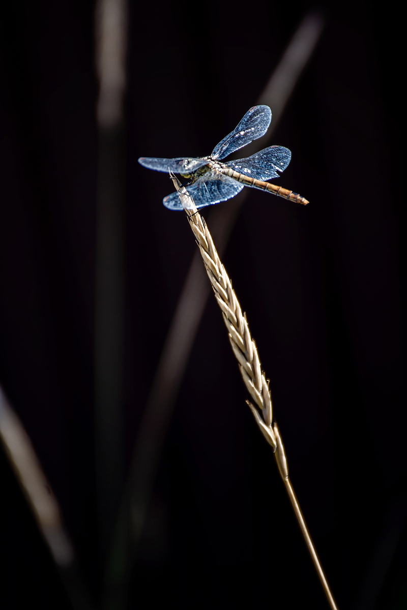 Dragonfly