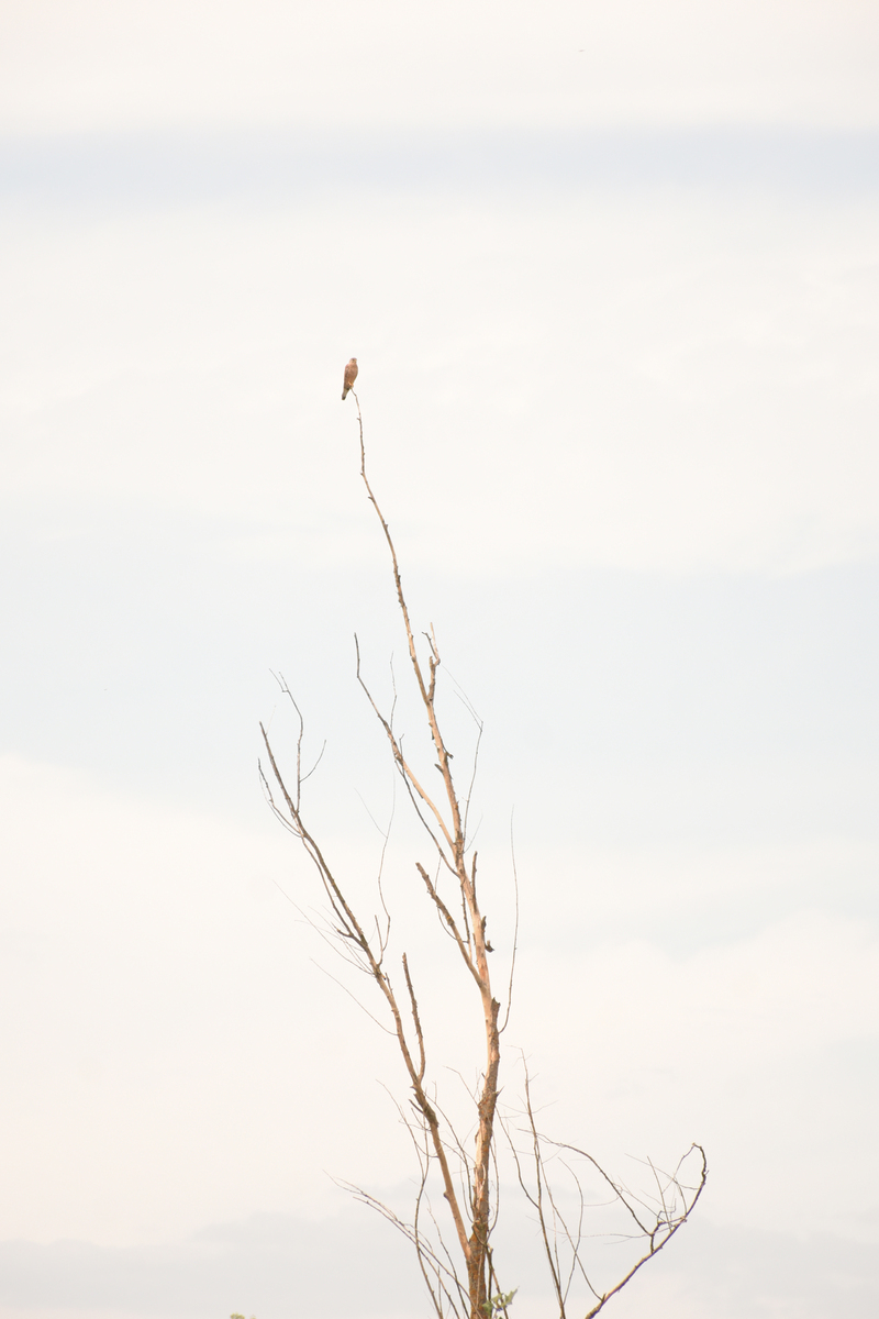 Lonely bird