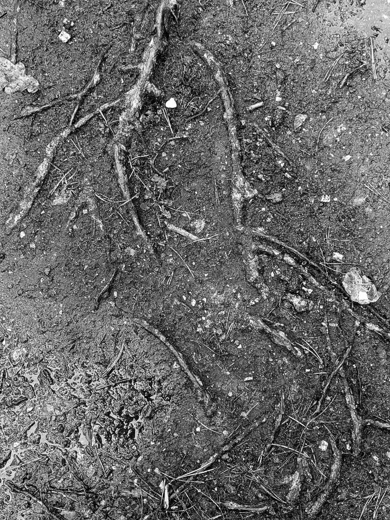 метаморфози природи 4