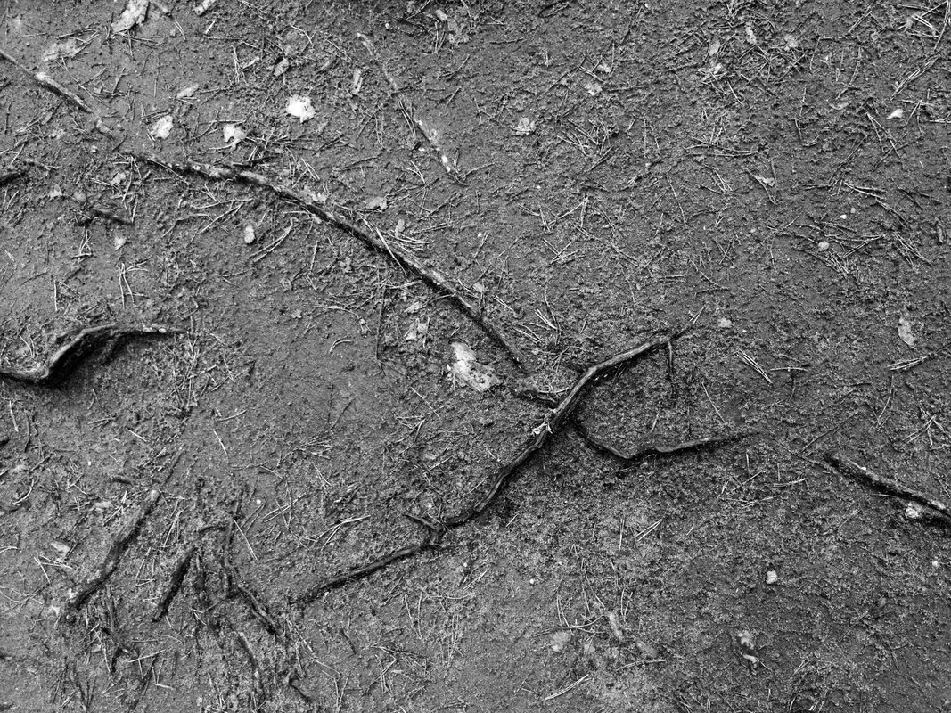 метаморфози природи 5