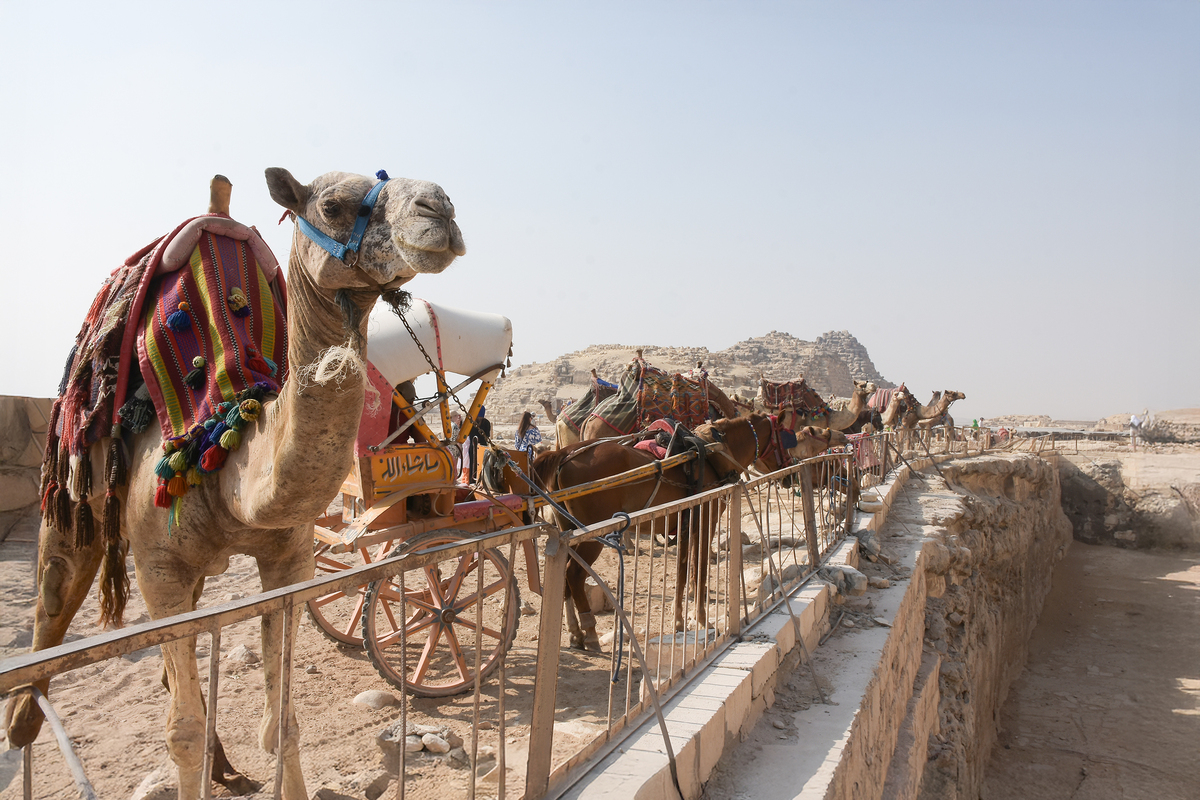 Daily life in the desert 5