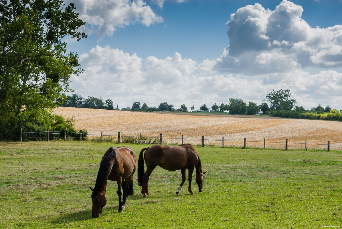 Майже ідилія