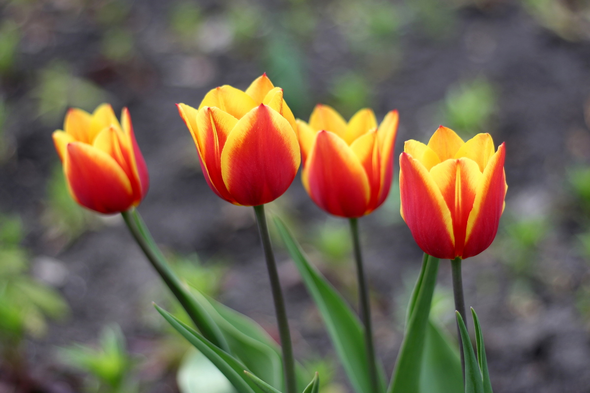 Найкрасивіші