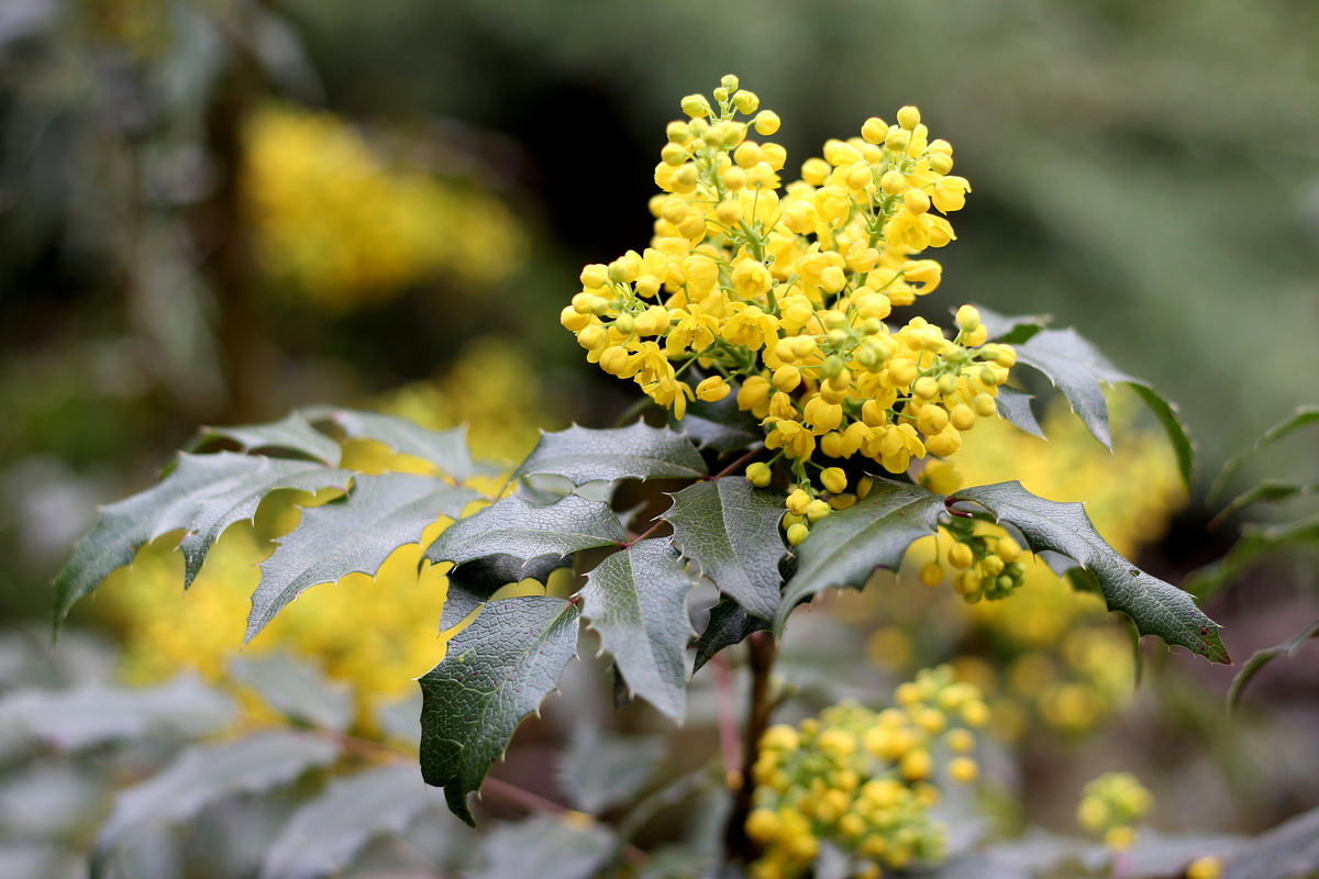 У жовтих тонах